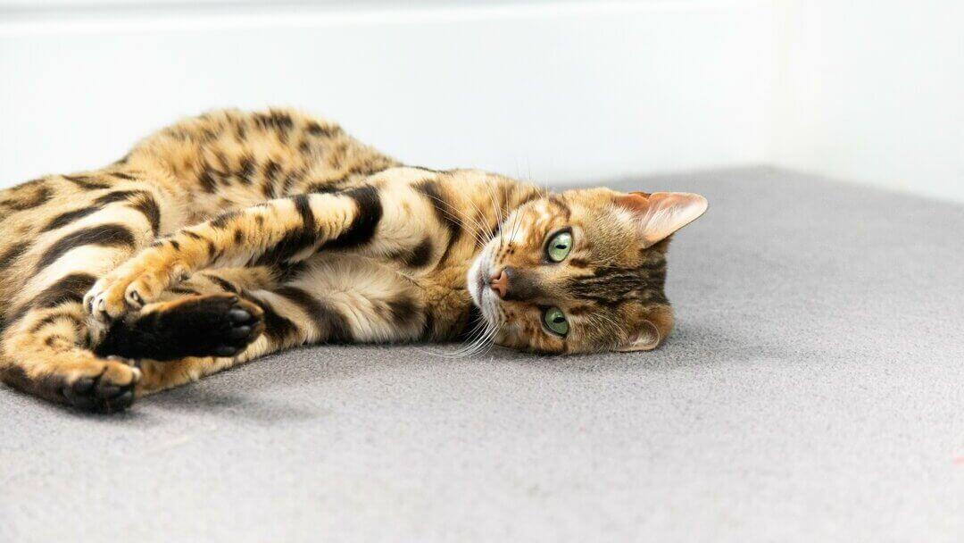 Bengal kitten with green eyes lying down on the carpet
